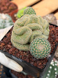 Crested Mammillaria Huitzilopochtli #450 | Rare Live Cactus | Crested Collector Plant | Exact Plant | Succulent Gift