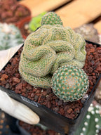 Crested Mammillaria Huitzilopochtli #450 | Rare Live Cactus | Crested Collector Plant | Exact Plant | Succulent Gift