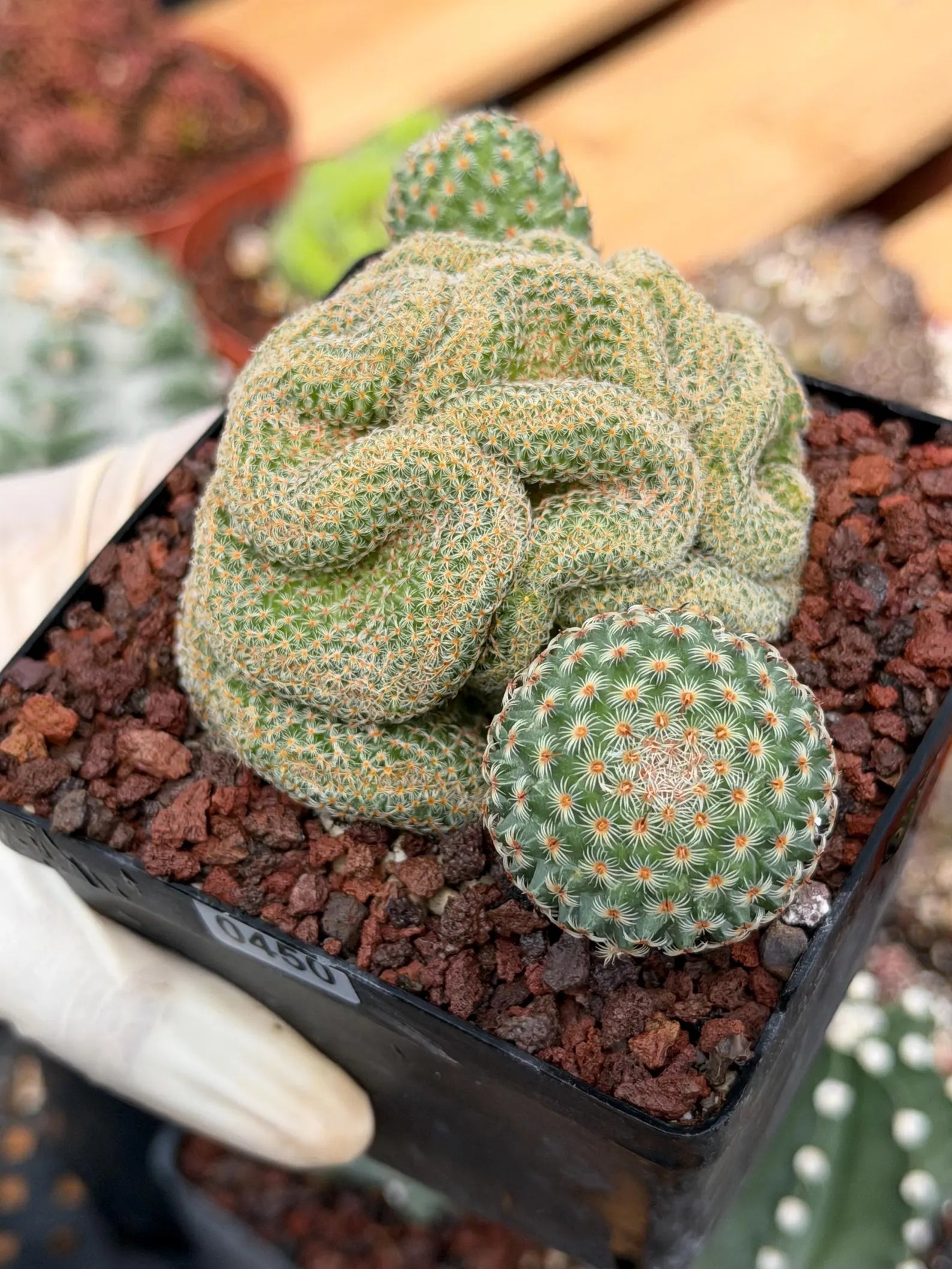 Crested Mammillaria Huitzilopochtli #450 | Rare Live Cactus | Crested Collector Plant | Exact Plant | Succulent Gift