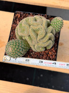 Crested Mammillaria Huitzilopochtli #450 | Rare Live Cactus | Crested Collector Plant | Exact Plant | Succulent Gift