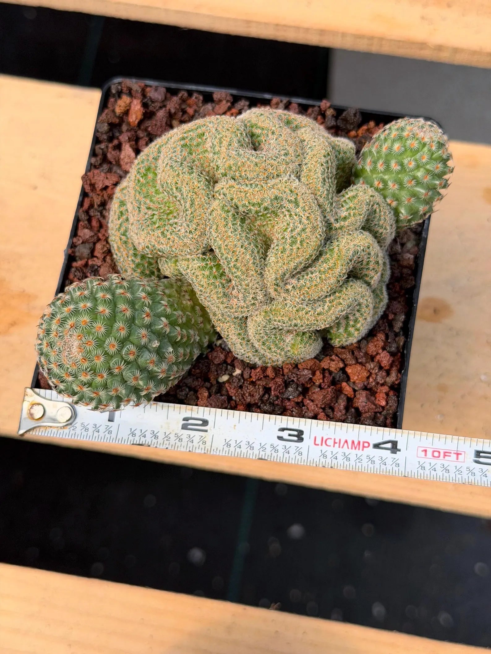 Crested Mammillaria Huitzilopochtli #450 | Rare Live Cactus | Crested Collector Plant | Exact Plant | Succulent Gift