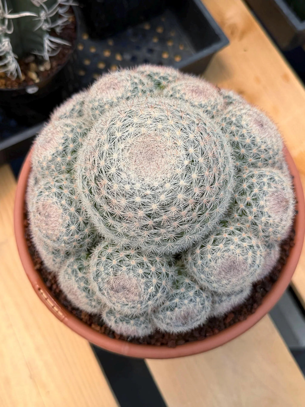 Mammillaria Candida Cluster | Rare Seed-Grown Live Cactus