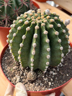 Rare Echinopsis Subdenudata Easter Lily Cactus | Live Succulent Plant #822