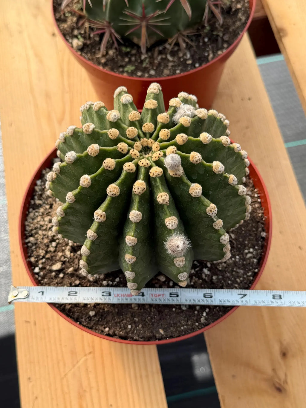Rare Echinopsis Subdenudata Easter Lily Cactus | Live Succulent Plant #822
