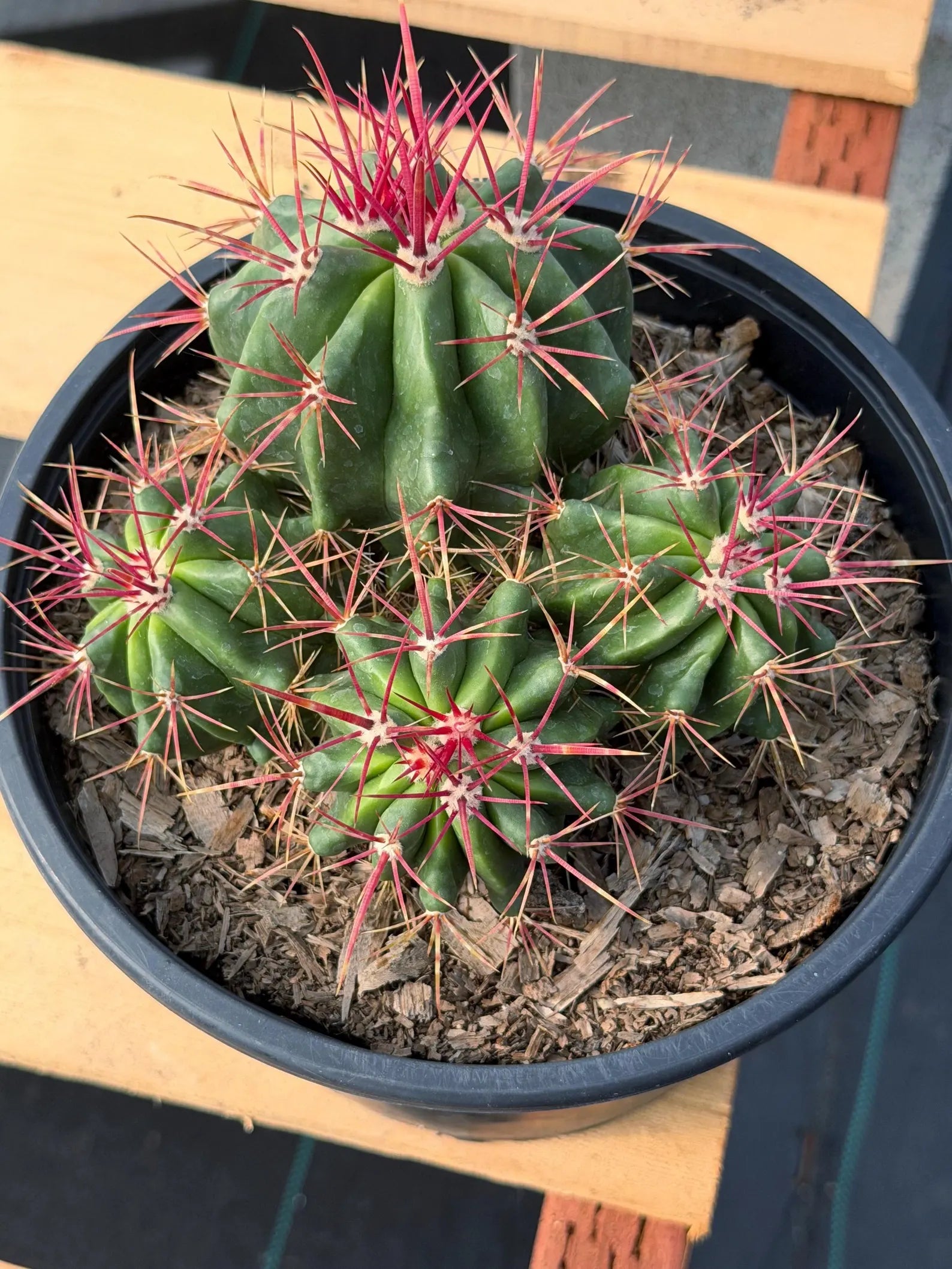 Ferocactus Gracilis Red Spine Cluster Cactus – Rare Live Plant #429