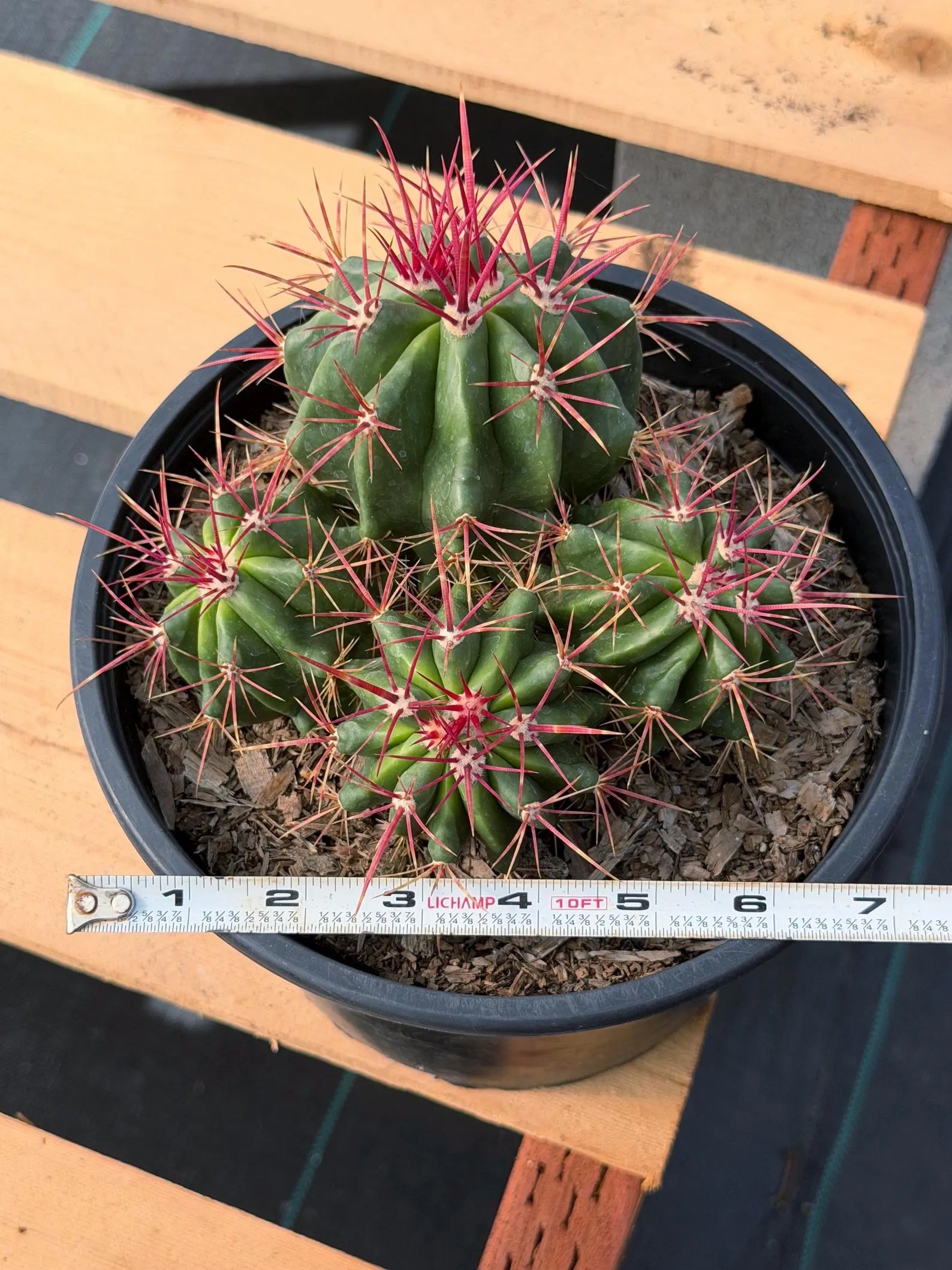 Ferocactus Gracilis Red Spine Cluster Cactus – Rare Live Plant #429