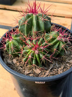 Ferocactus Gracilis Red Spine Cluster Cactus – Rare Live Plant #429