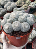Mammillaria Perbella Cluster #427 | Rare Specimen Live Cactus