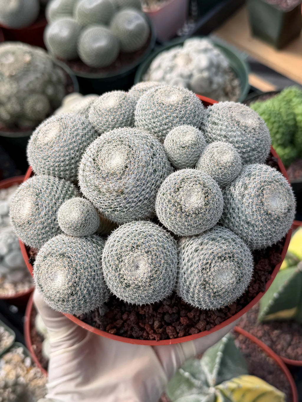 Mammillaria Perbella Cluster #427 | Rare Specimen Live Cactus