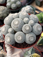 Mammillaria Perbella Cluster #427 | Rare Specimen Live Cactus