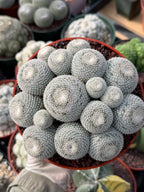 Mammillaria Perbella Cluster #427 | Rare Specimen Live Cactus