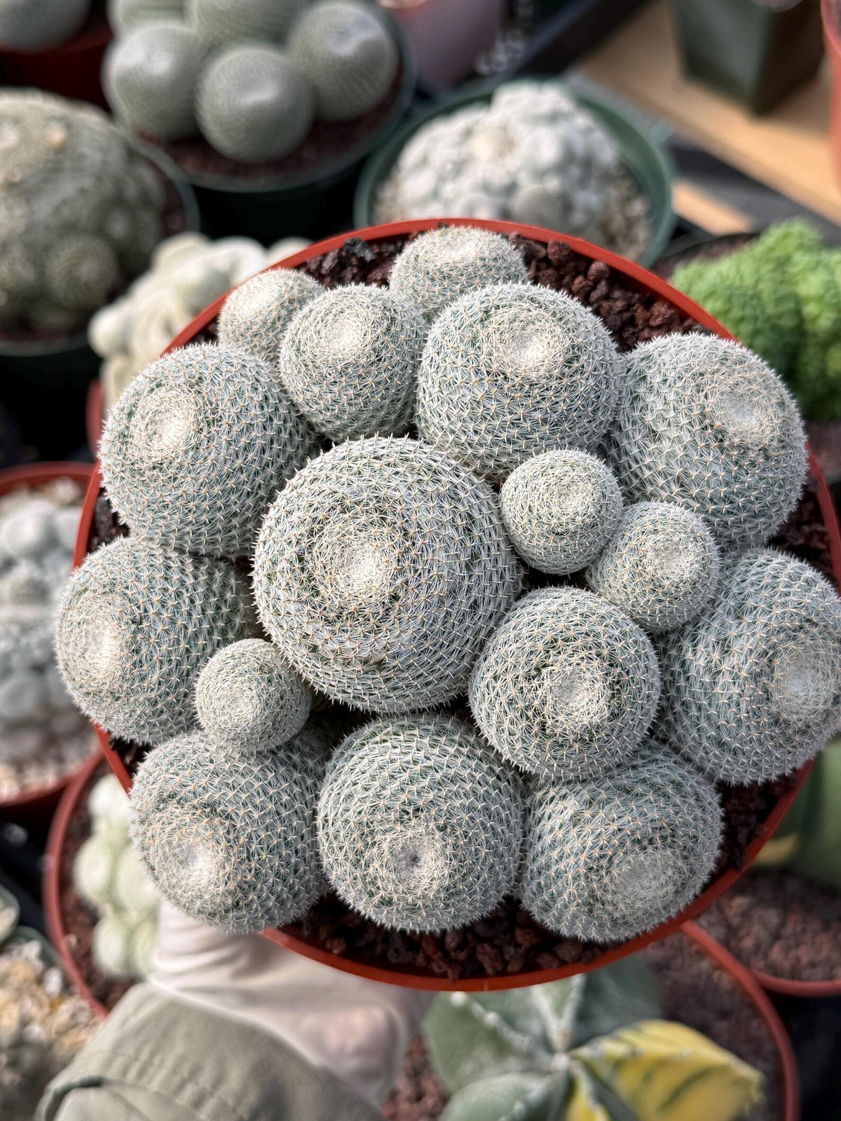 Mammillaria Perbella Cluster #427 | Rare Specimen Live Cactus