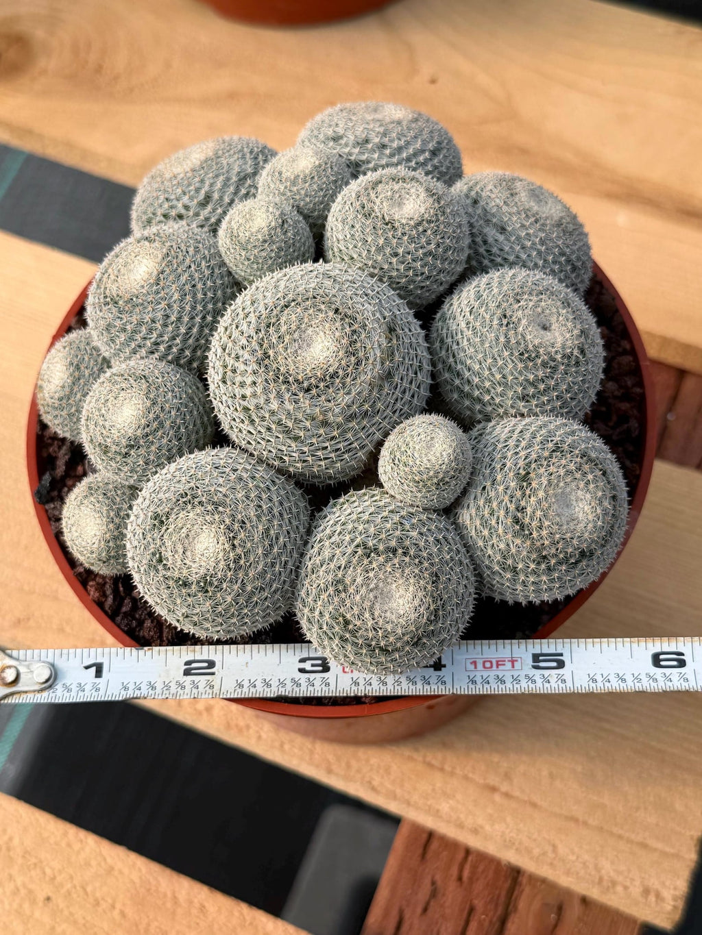 Mammillaria Perbella Cluster #427 | Rare Specimen Live Cactus