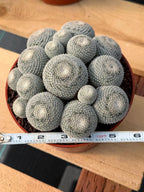 Mammillaria Perbella Cluster #427 | Rare Specimen Live Cactus