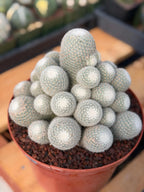 Mammillaria Geminispina Cluster | Rare Specimen Cactus #165
