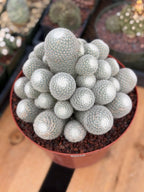 Mammillaria Geminispina Cluster | Rare Specimen Cactus #165