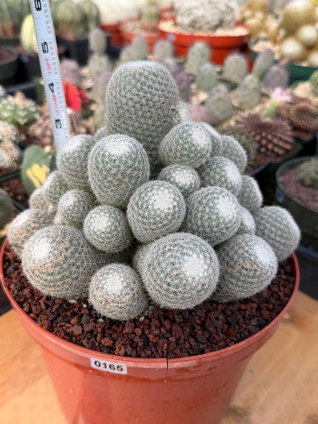 Mammillaria Geminispina Cluster | Rare Specimen Cactus #165
