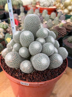 Mammillaria Geminispina Cluster | Rare Specimen Cactus #165
