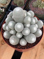 Mammillaria Geminispina Cluster | Rare Specimen Cactus #165