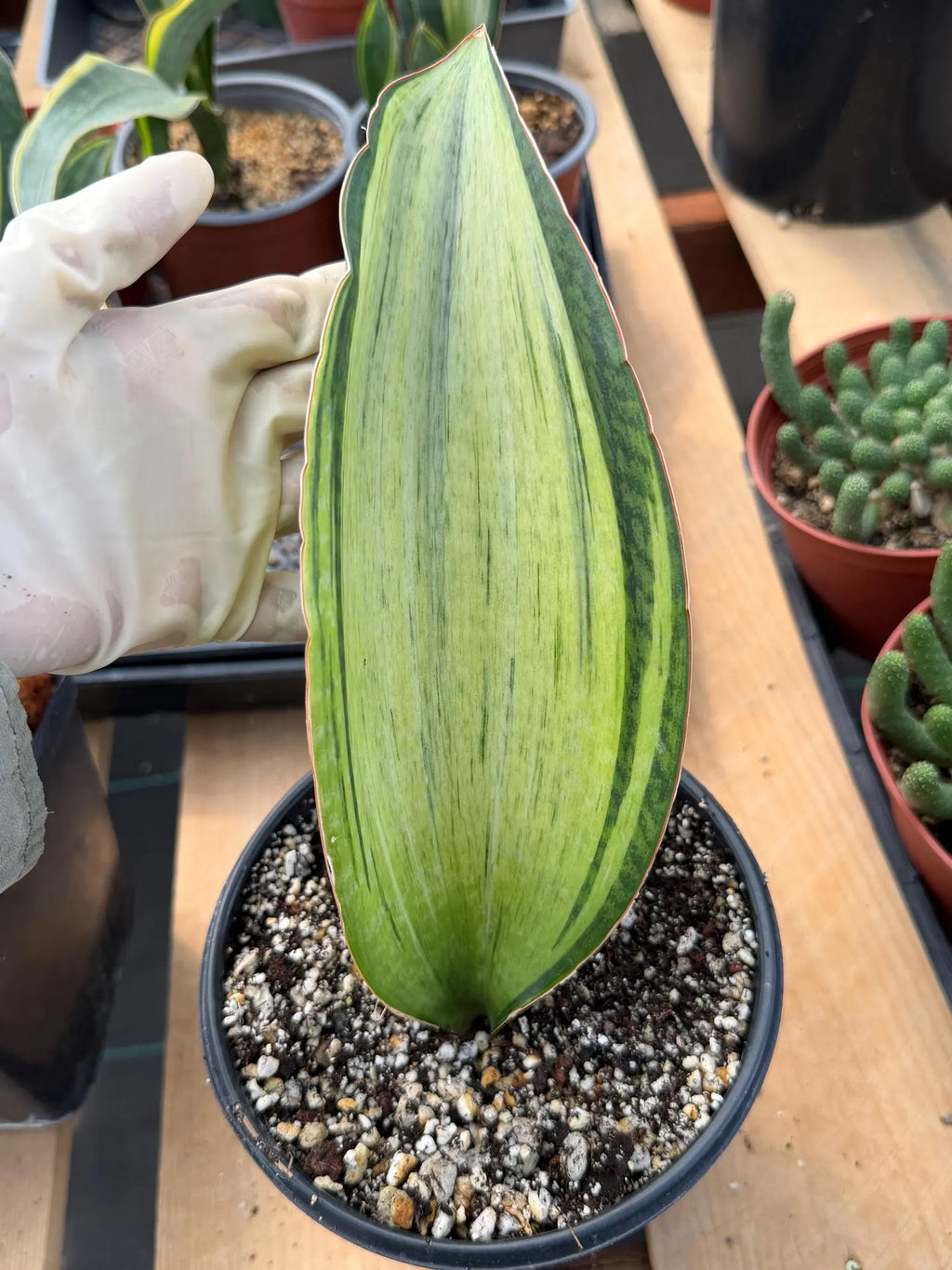 Variegated Sansevieria Bruda Rare Snake Plant – Live Houseplant #443
