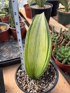 Variegated Sansevieria Bruda Rare Snake Plant – Live Houseplant #443