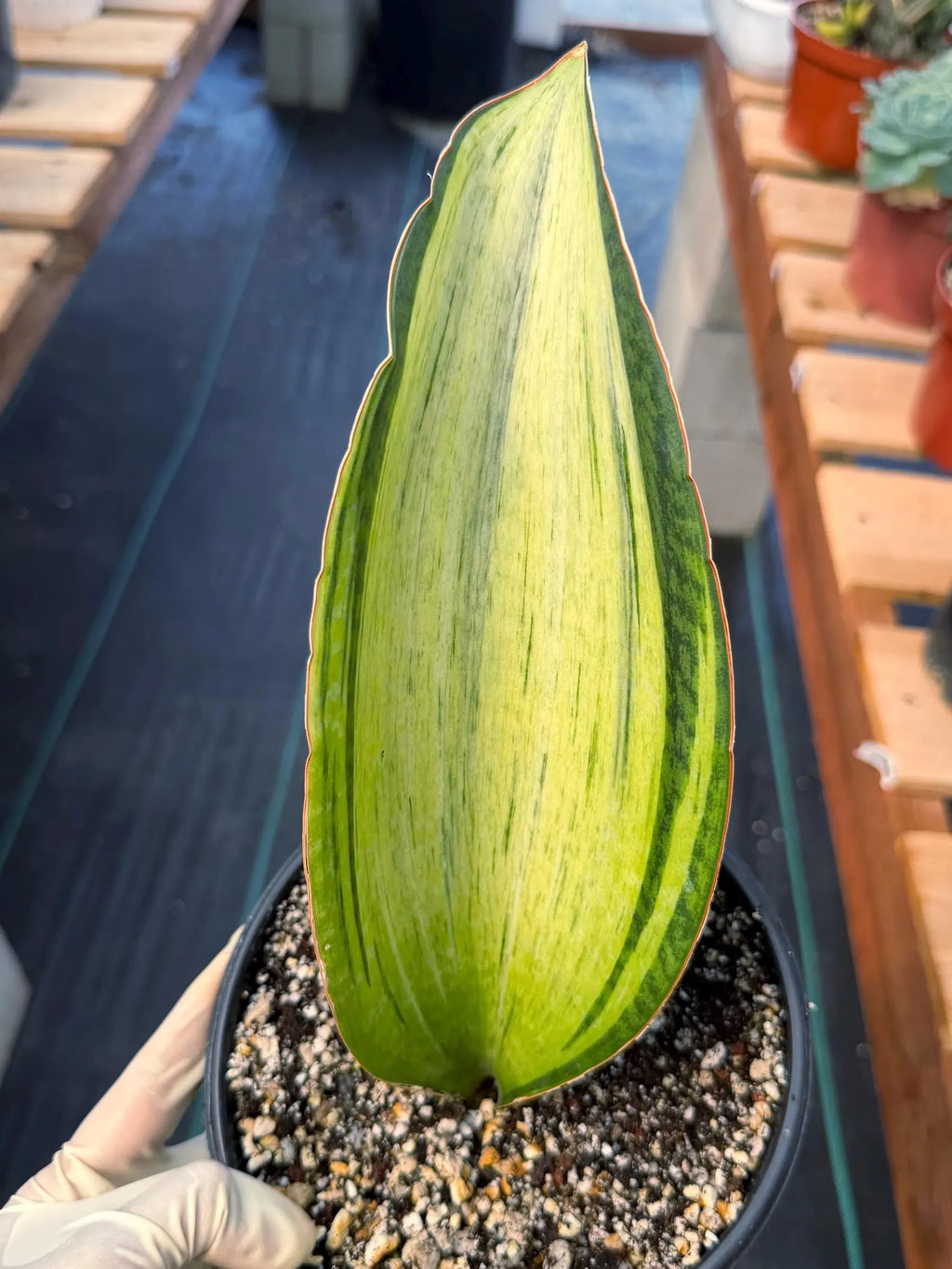Variegated Sansevieria Bruda Rare Snake Plant – Live Houseplant #443