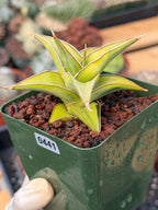 Variegated Sansevieria Pinguicula #441 | Rare Walking Snake Plant | Live Houseplant | Easy Care Succulent | Exact Plant