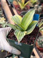 Variegated Sansevieria Blue Kew #442 | Rare Snake Plant