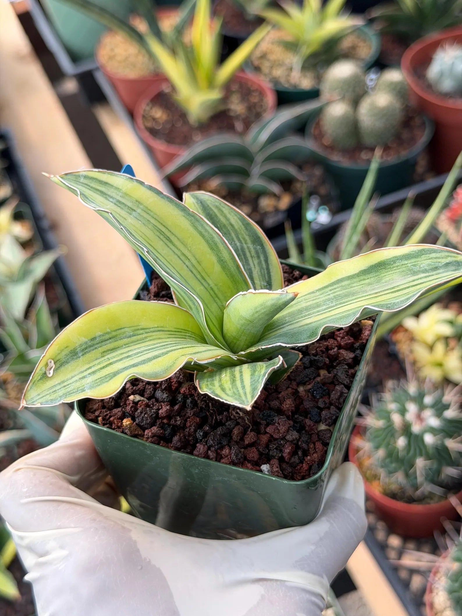 Variegated Sansevieria Blue Kew #442 | Rare Snake Plant