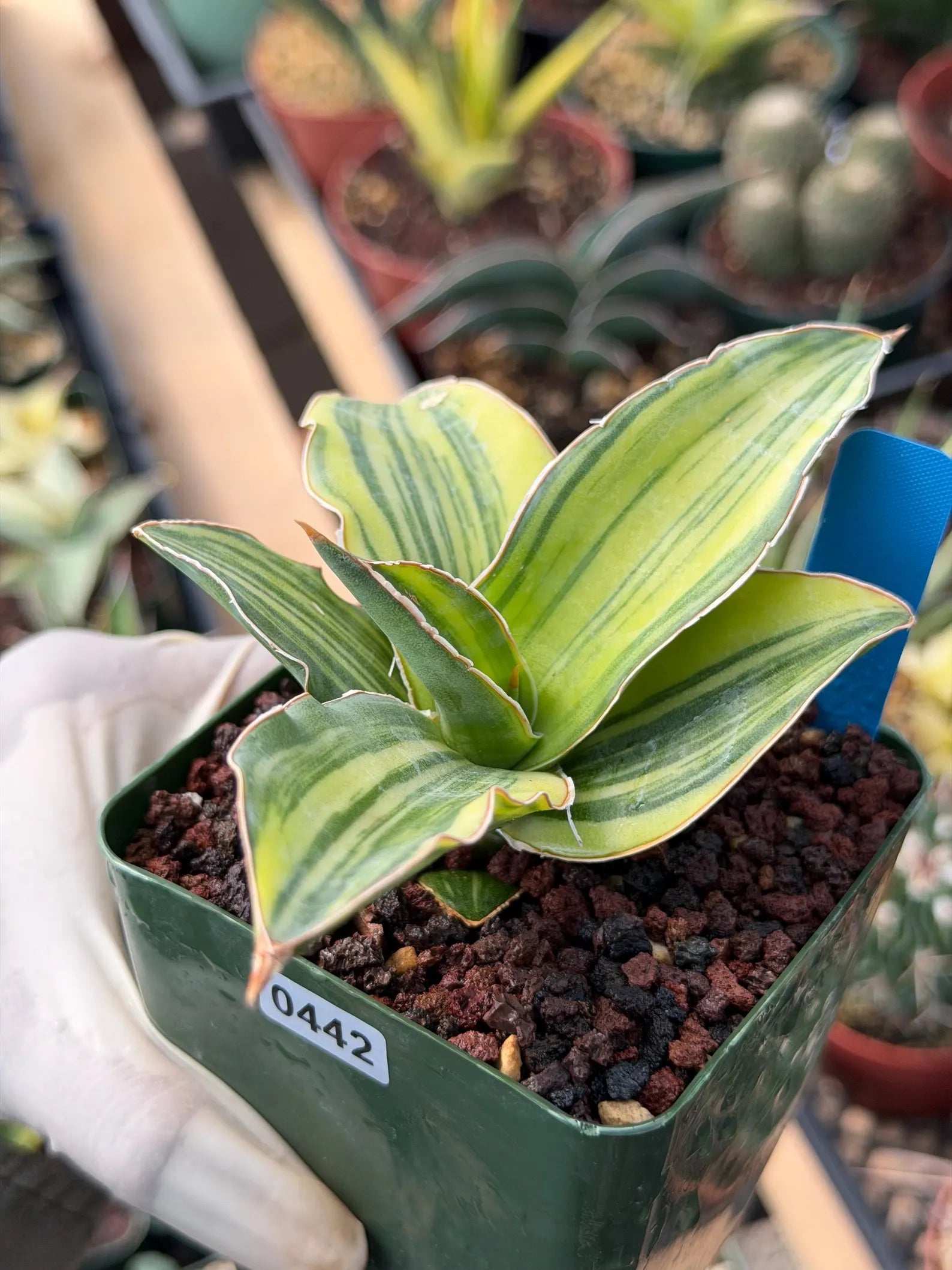 Variegated Sansevieria Blue Kew #442 | Rare Snake Plant