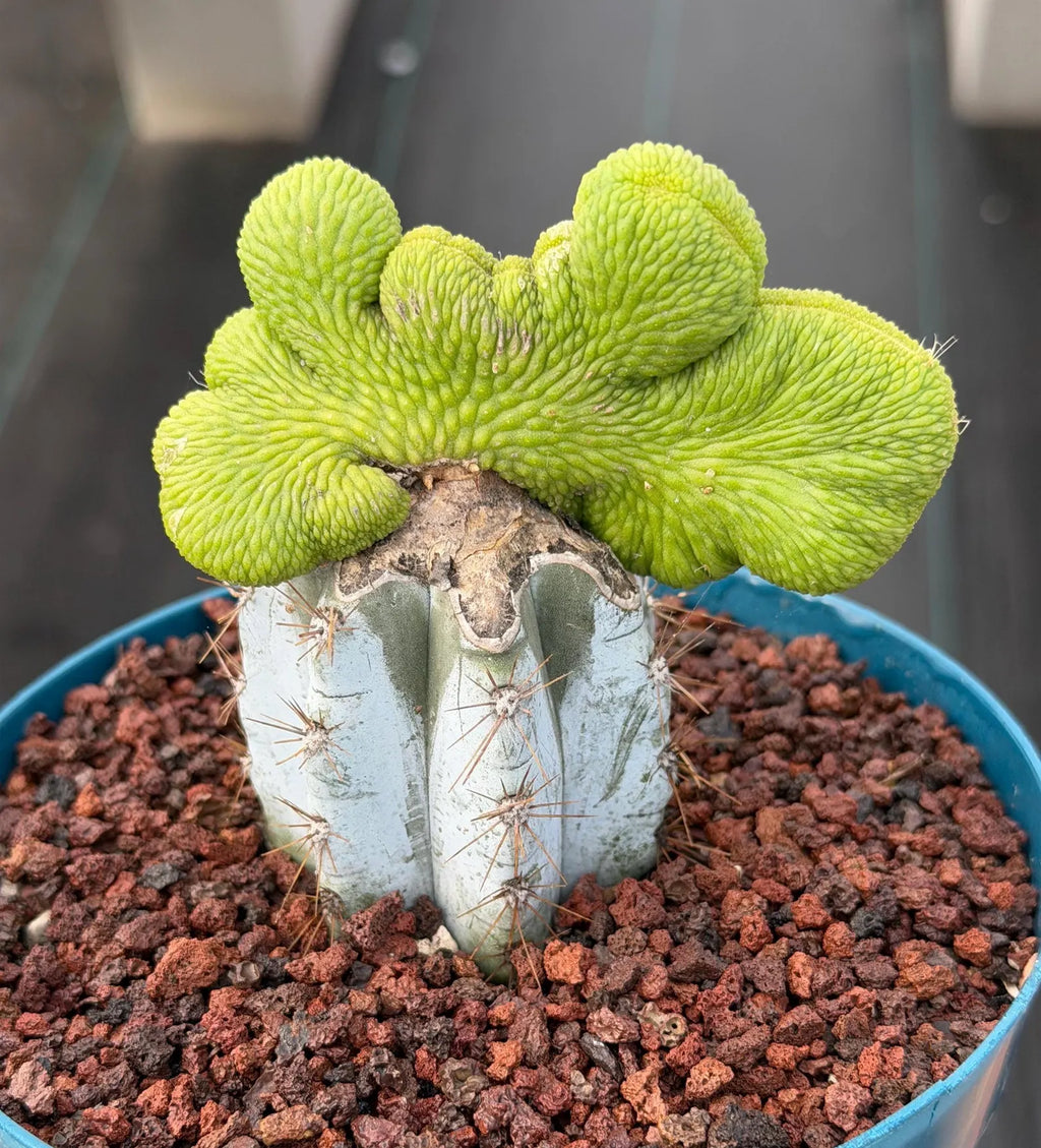 Crested Monkey Tail Inermis Grafted Cactus | Rare Live Cactus Plant | Collector Crested Succulent | Exact Plant