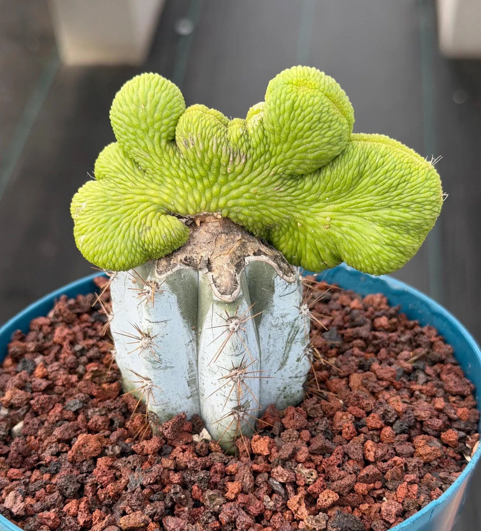 Crested Monkey Tail Inermis Grafted Cactus | Rare Live Cactus Plant | Collector Crested Succulent | Exact Plant