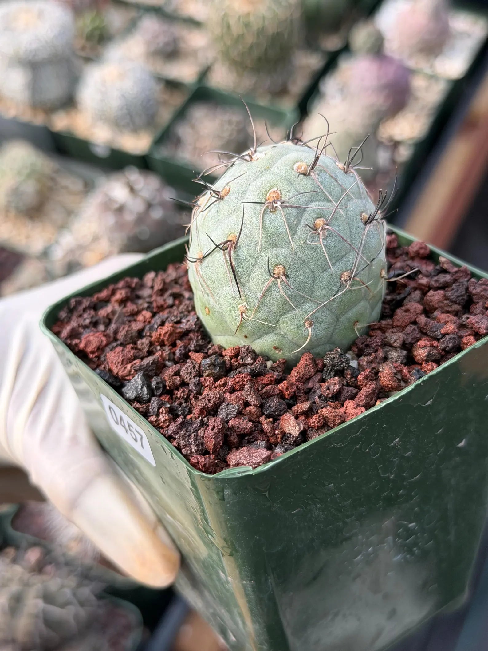 Tephrocactus Geometricus | Rooted Blue-Green Cactus | Rare Live Collector Cactus #457