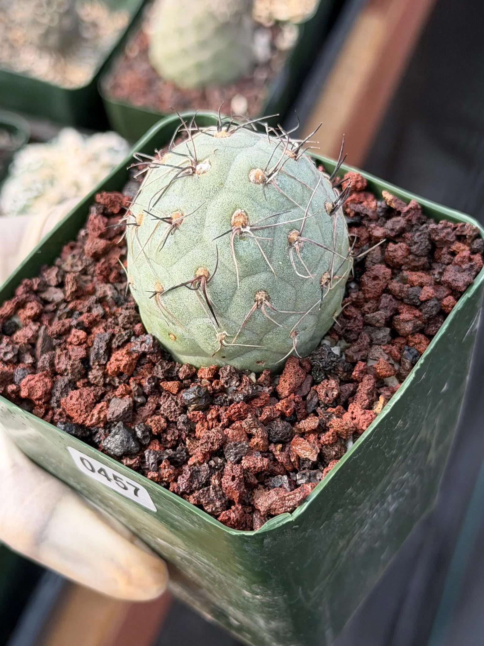 Tephrocactus Geometricus | Rooted Blue-Green Cactus | Rare Live Collector Cactus #457