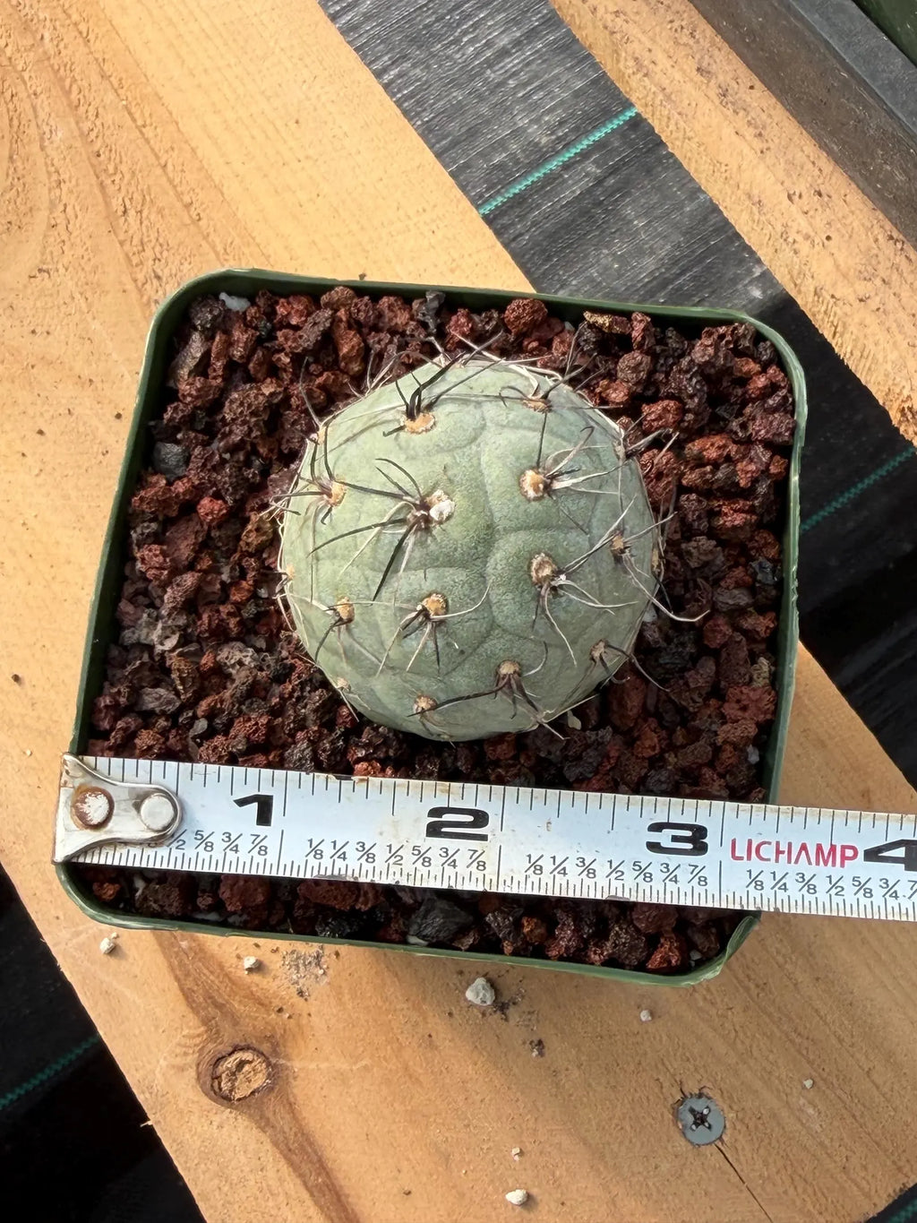 Tephrocactus Geometricus | Rooted Blue-Green Cactus | Rare Live Collector Cactus #457