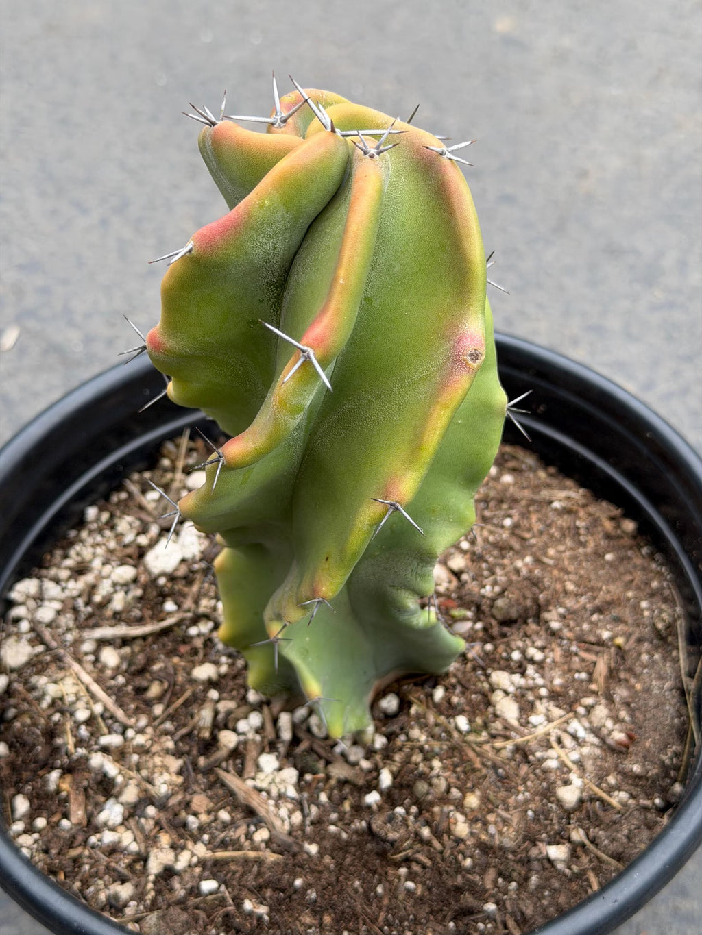 Large Stenocereus Pruinosus 'Gray Ghost' Spiral Form #431