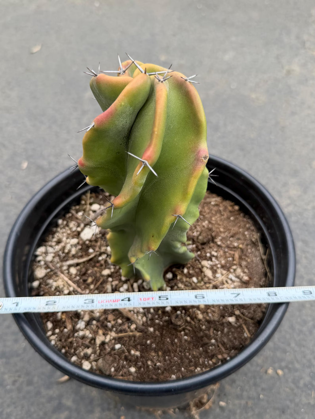 Large Stenocereus Pruinosus 'Gray Ghost' Spiral Form #431