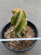 Large Stenocereus Pruinosus 'Gray Ghost' Spiral Form #431