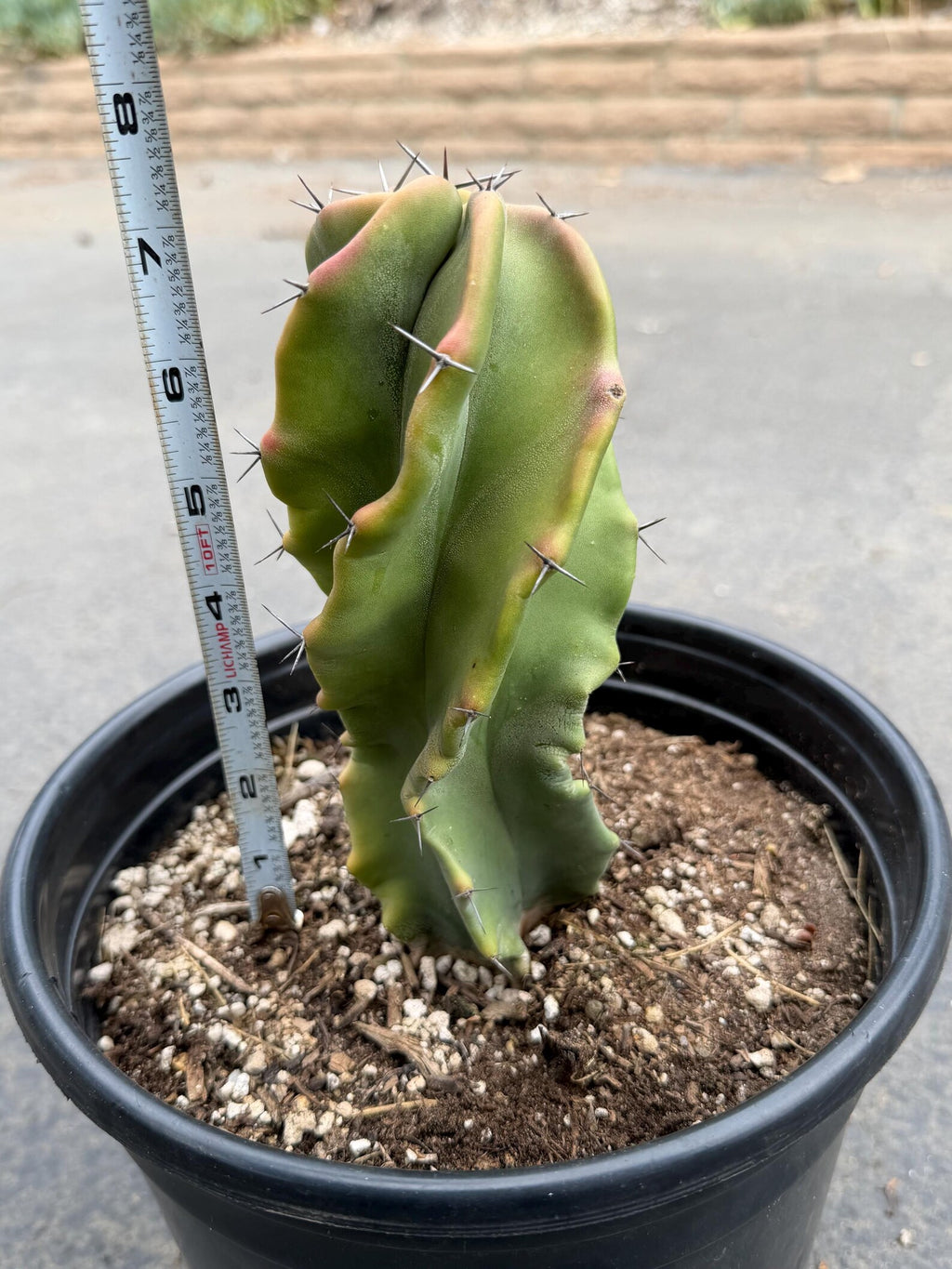 Large Stenocereus Pruinosus 'Gray Ghost' Spiral Form #431