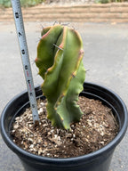Large Stenocereus Pruinosus 'Gray Ghost' Spiral Form #431
