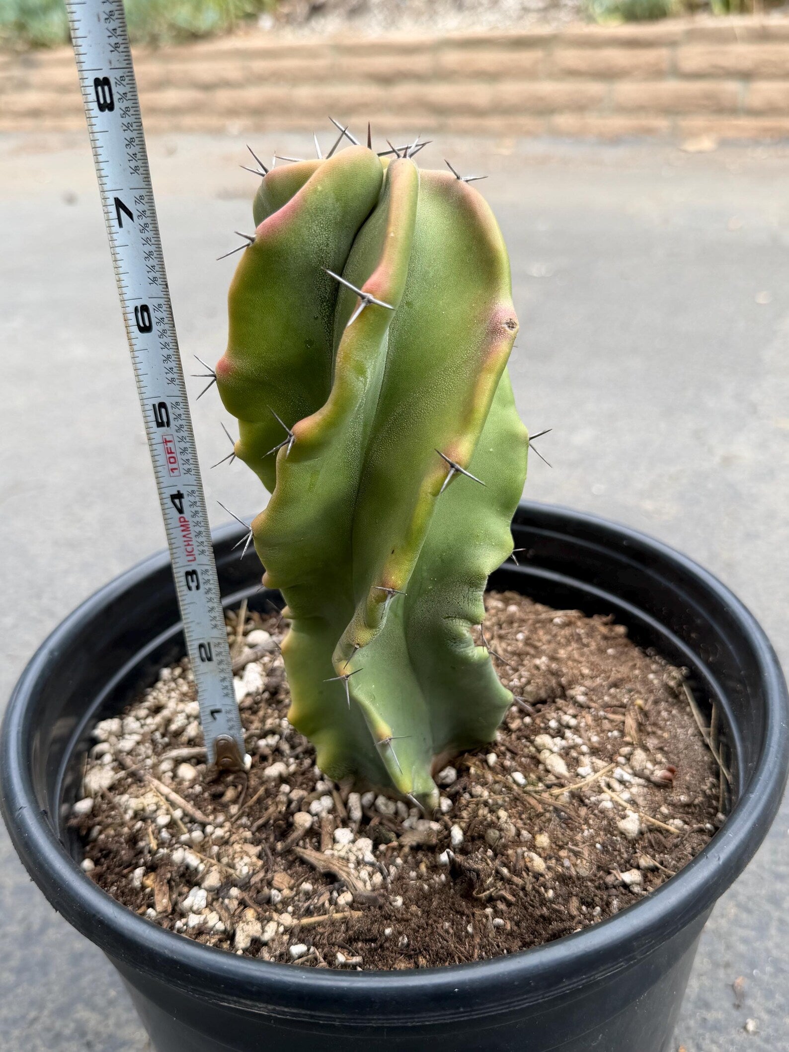 Large Stenocereus Pruinosus 'Gray Ghost' Spiral Form #431