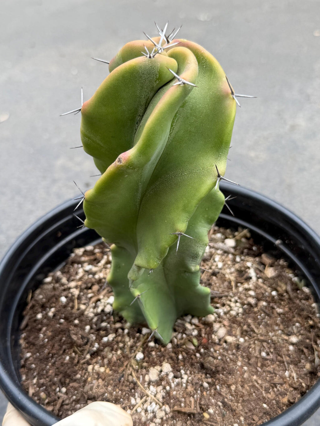 Large Stenocereus Pruinosus 'Gray Ghost' Spiral Form #431