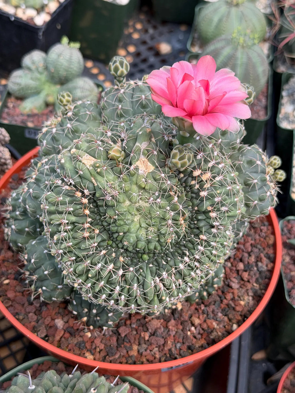 Crested Gymnocalycium Baldianum Cluster | Rare Seed-Grown Cactus