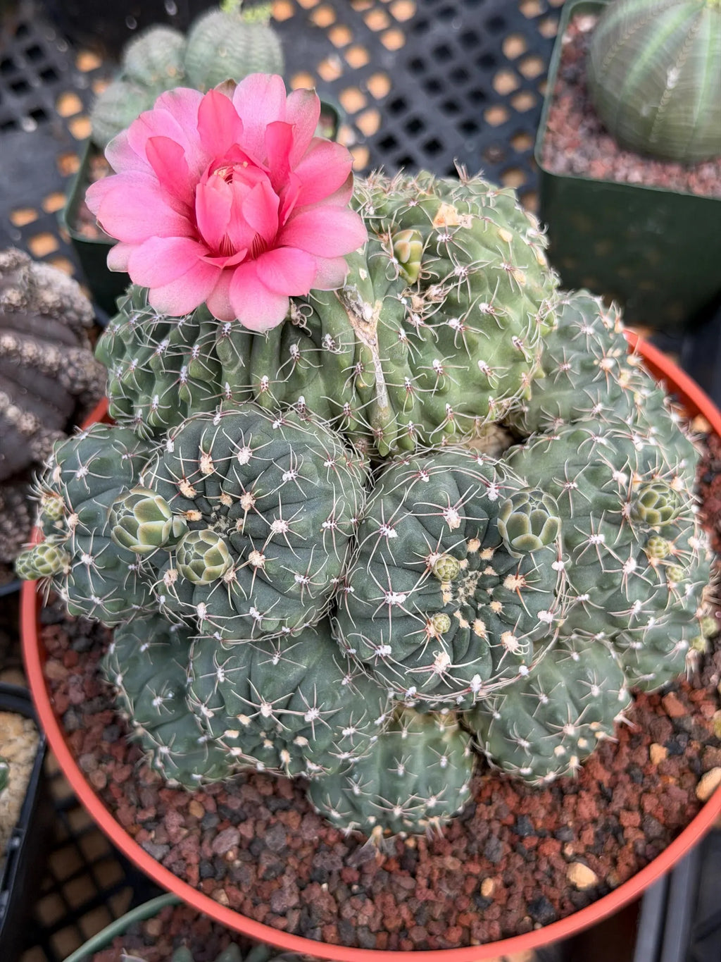 Crested Gymnocalycium Baldianum Cluster | Rare Seed-Grown Cactus