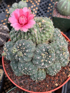 Crested Gymnocalycium Baldianum Cluster | Rare Seed-Grown Cactus