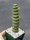 Eulychnia Castanea Spiralis Live Cactus | Rare Spiral Columnar Cactus | Exact Plant #437