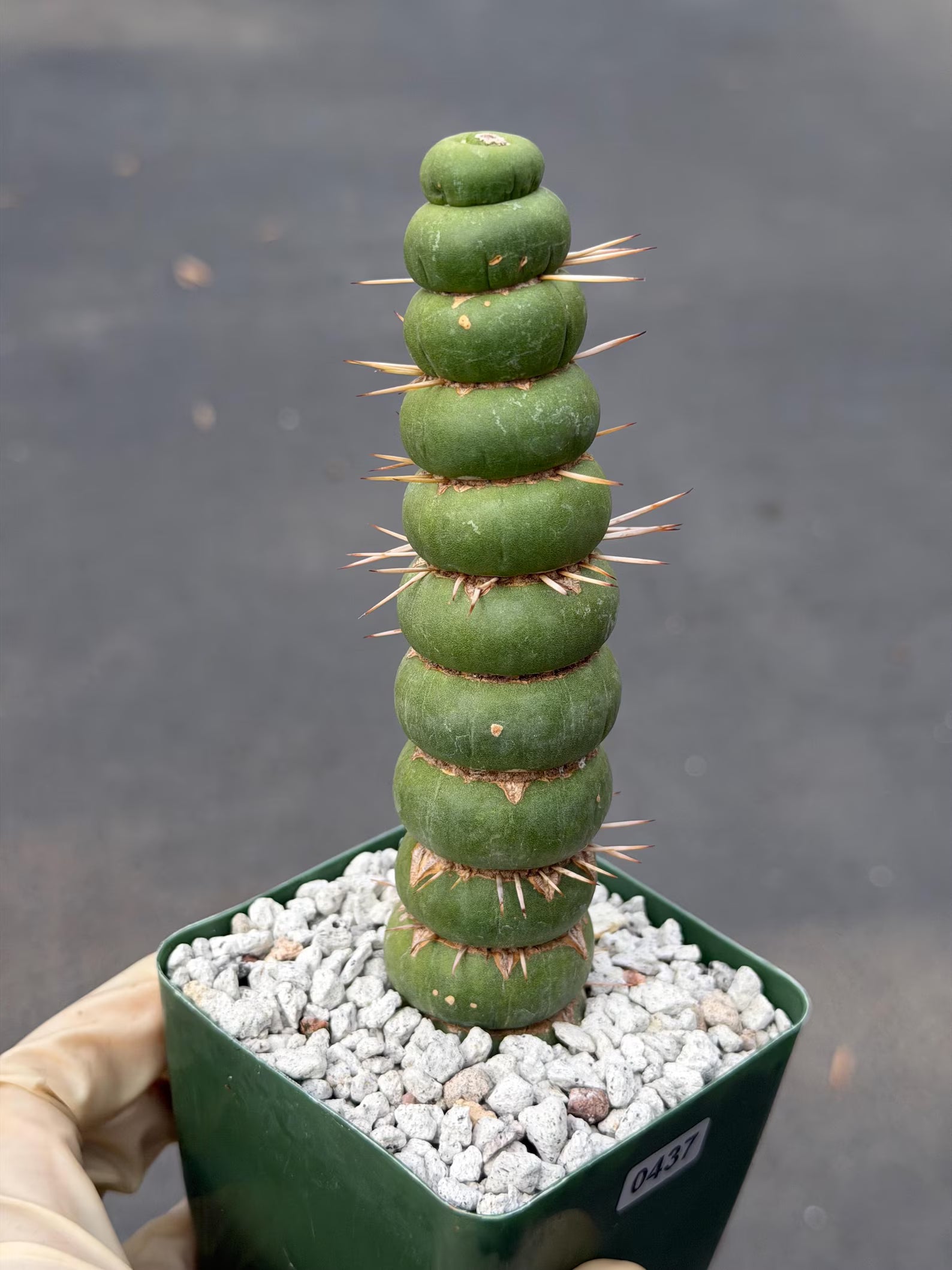 Eulychnia Castanea Spiralis Live Cactus | Rare Spiral Columnar Cactus | Exact Plant #437