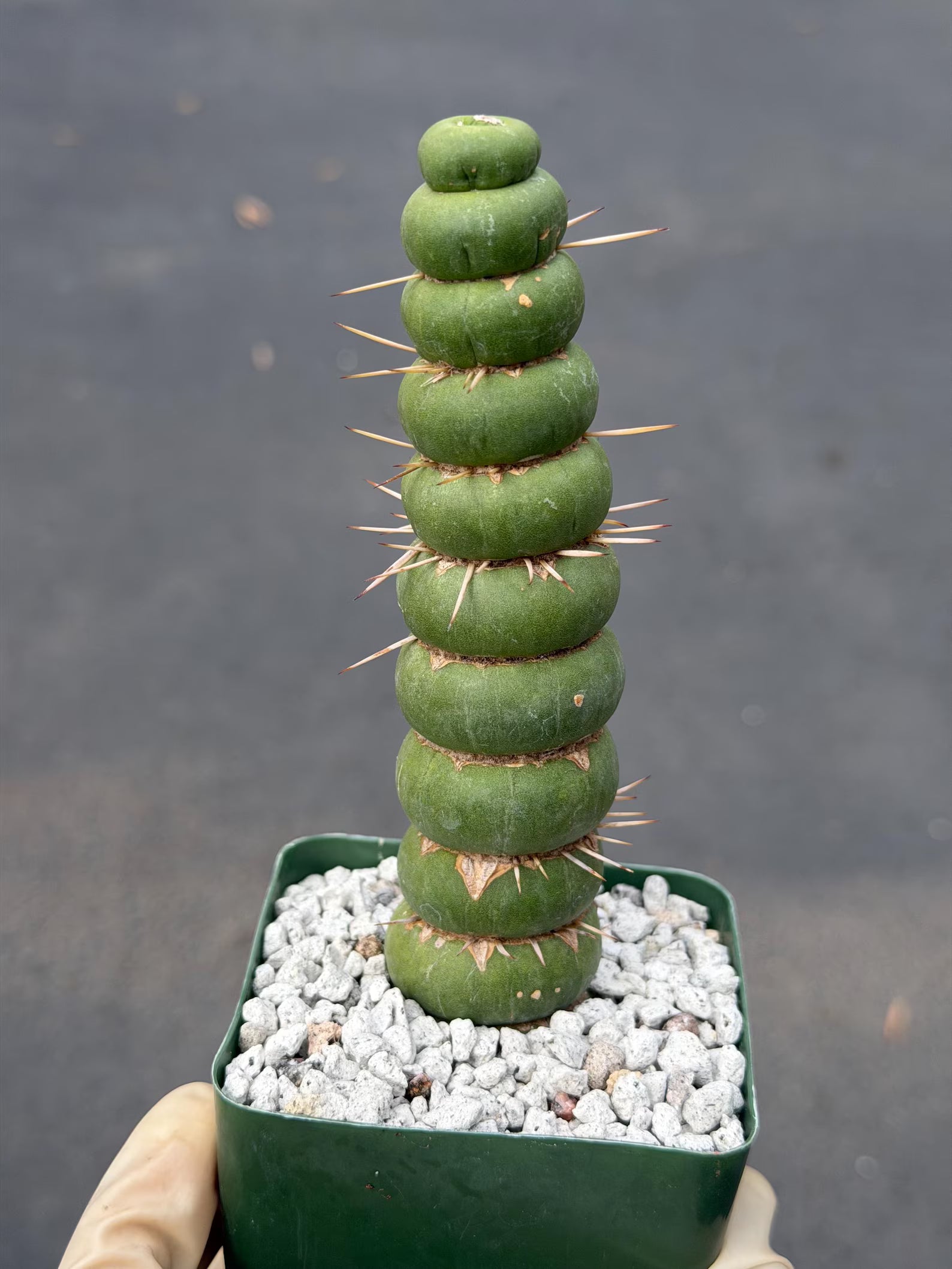 Eulychnia Castanea Spiralis Live Cactus | Rare Spiral Columnar Cactus | Exact Plant #437