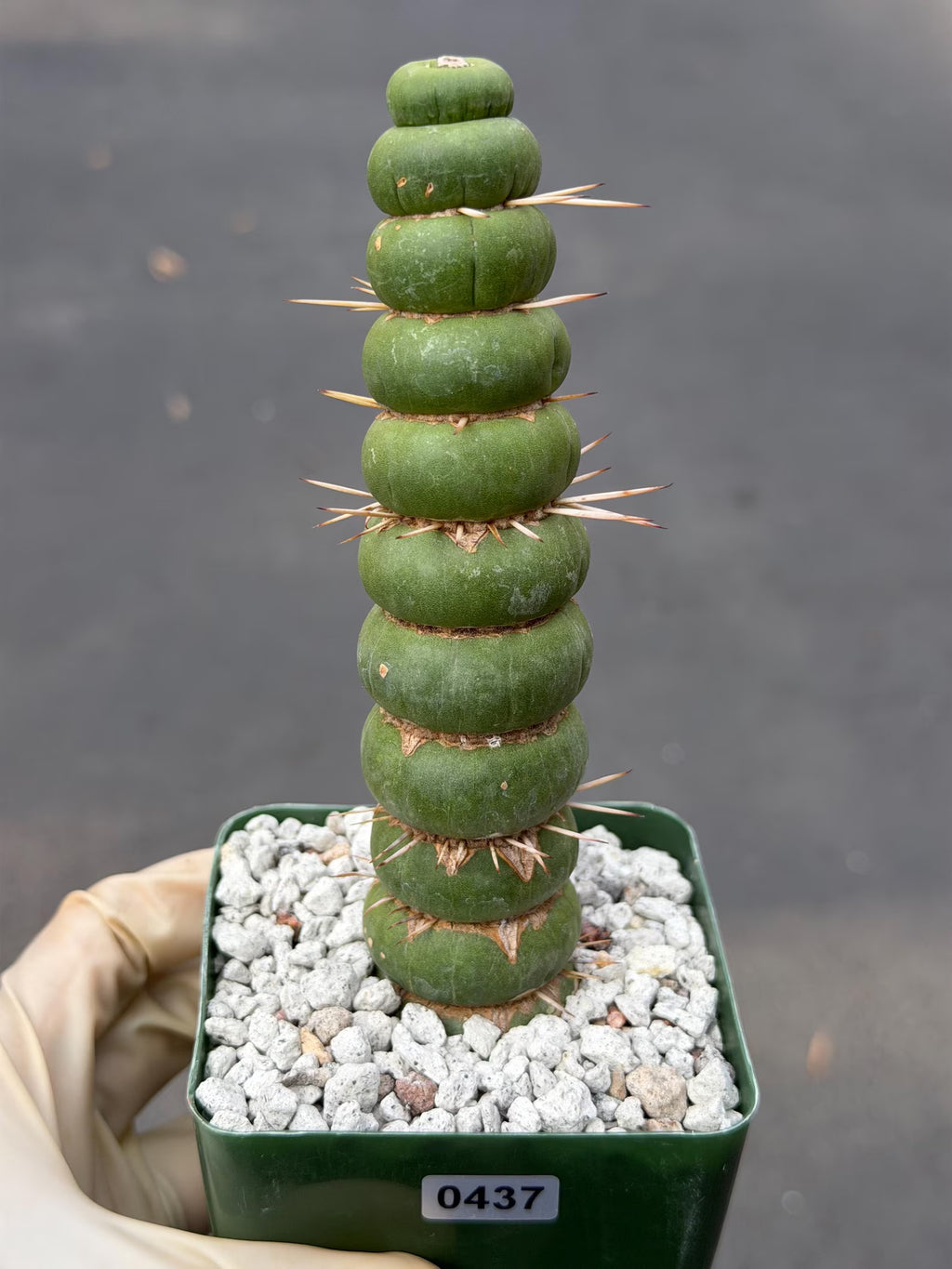Eulychnia Castanea Spiralis Live Cactus | Rare Spiral Columnar Cactus | Exact Plant #437