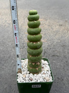Eulychnia Castanea Spiralis Live Cactus | Rare Spiral Columnar Cactus | Exact Plant #437